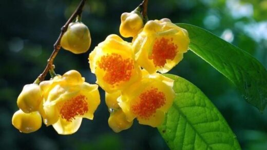 Trahoavang.org – Trà hoa vàng Quảng Ninh chất lượng